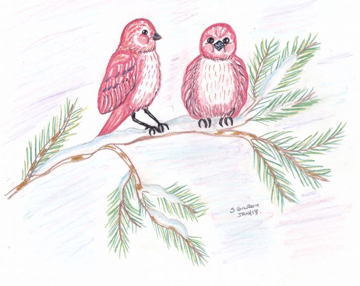 Snow birds by Sally Gilroy